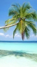 Scaricare immagine Sea, Palms, Landscape, Beach, Plants sul telefono gratis.