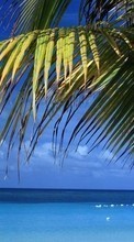 Scaricare immagine Plants, Landscape, Sea, Palms sul telefono gratis.
