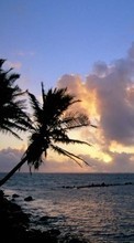 Sea,Palms,Landscape,Sunset per HTC Desire 200