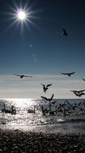 Scaricare immagine 240x320 Landscape, Birds, Water, Sea, Sun, Beach sul telefono gratis.