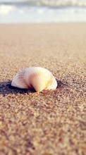 Scaricare immagine Sea, Landscape, Beach, Shells sul telefono gratis.