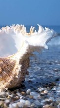 Scaricare immagine Sea, Landscape, Beach, Shells sul telefono gratis.