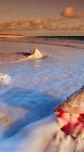 Scaricare immagine 240x400 Landscape, Water, Sea, Beach, Shells sul telefono gratis.