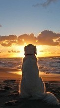 Scaricare immagine Sea, Landscape, Beach, Dogs, Sun, Animals sul telefono gratis.