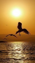 Scaricare immagine Sea, Landscape, Birds, Sunset, Animals sul telefono gratis.