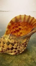 Scaricare immagine Sea,Shells sul telefono gratis.