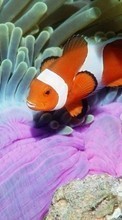 Scaricare immagine Sea, Clown fish, Animals sul telefono gratis.