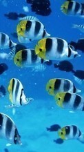 Scaricare immagine Sea, Fishes, Animals sul telefono gratis.