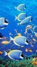 Scaricare immagine Sea,Fishes,Animals sul telefono gratis.