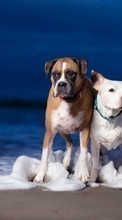 Scaricare immagine Sea, Dogs, Animals sul telefono gratis.