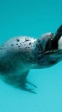 Scaricare immagine Sea, Seals, Animals sul telefono gratis.