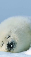 Scaricare immagine 1080x1920 Animals, Winter, Snow, Seals sul telefono gratis.