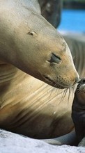 Scaricare immagine 128x160 Animals, Sea-lions sul telefono gratis.