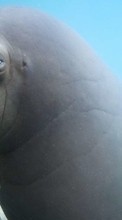 Scaricare immagine Sea-lions, Animals sul telefono gratis.