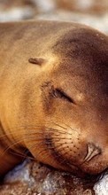 Scaricare immagine 128x160 Animals, Sea-lions sul telefono gratis.