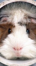 Scaricare immagine Guinea pigs, Animals sul telefono gratis.