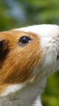 Scaricare immagine Guinea pigs,Animals sul telefono gratis.
