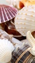 Scaricare immagine Starfish, Objects, Shells sul telefono gratis.