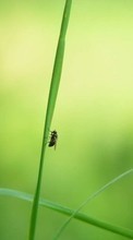Scaricare immagine 1080x1920 Grass, Insects, Flies sul telefono gratis.