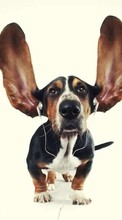 Scaricare immagine Music, Dogs, Funny, Animals sul telefono gratis.