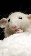 Scaricare immagine Mice,Animals sul telefono gratis.