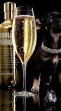 Scaricare immagine Animals, Dogs, Drinks sul telefono gratis.