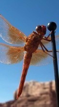 Scaricare immagine Insects, Dragonflies sul telefono gratis.