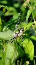 Scaricare immagine Insects, Spiders sul telefono gratis.