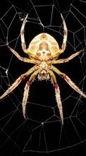 Scaricare immagine 1024x600 Insects, Web, Spiders sul telefono gratis.