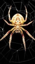 Scaricare immagine Insects, Web, Spiders sul telefono gratis.