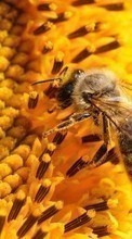 Scaricare immagine 320x240 Insects, Bees sul telefono gratis.
