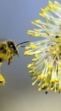 Scaricare immagine Insects, Bees sul telefono gratis.