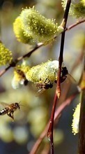 Scaricare immagine Insects,Bees sul telefono gratis.