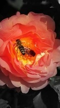 Scaricare immagine Insects,Bees sul telefono gratis.