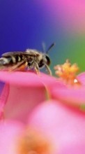 Scaricare immagine Insects, Bees sul telefono gratis.