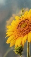 Scaricare immagine Insects, Sunflowers, Plants sul telefono gratis.