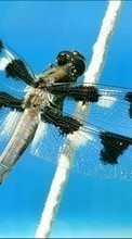 Scaricare immagine 320x240 Insects, Dragonflies sul telefono gratis.