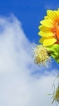 Scaricare immagine Sky, Objects, Sunflowers sul telefono gratis.