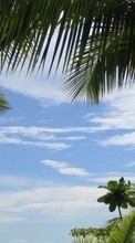 Scaricare immagine Sky, Clouds, Palms, Landscape sul telefono gratis.