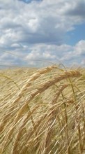 Scaricare immagine Sky, Clouds, Landscape, Fields, Wheat sul telefono gratis.
