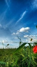 Scaricare immagine Sky, Clouds, Landscape, Fields, Plants sul telefono gratis.