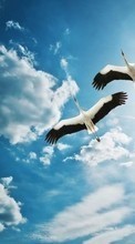 Scaricare immagine Sky, Clouds, Birds, Animals, Cranes sul telefono gratis.