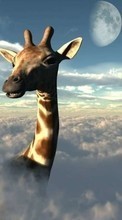 Scaricare immagine 720x1280 Animals, Sky, Clouds, Giraffes sul telefono gratis.