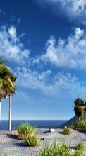 Scaricare immagine Landscape, Sky, Palms sul telefono gratis.