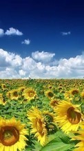 Scaricare immagine 1080x1920 Plants, Landscape, Sunflowers, Sky sul telefono gratis.