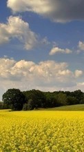 Scaricare immagine 240x400 Landscape, Fields, Sky sul telefono gratis.