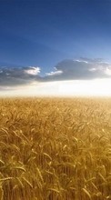 Scaricare immagine 320x480 Landscape, Fields, Sky, Sun, Wheat sul telefono gratis.