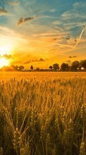 Scaricare immagine Landscape, Sunset, Fields, Sky, Sun, Wheat sul telefono gratis.