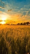 Scaricare immagine 720x1280 Landscape, Sunset, Fields, Sky, Sun, Wheat sul telefono gratis.