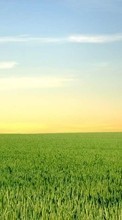 Scaricare immagine Landscape, Grass, Fields, Sky sul telefono gratis.